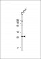 RRAGD Antibody  (Center)